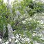 Spiraea Grefsheim - Garland Spiraea 02