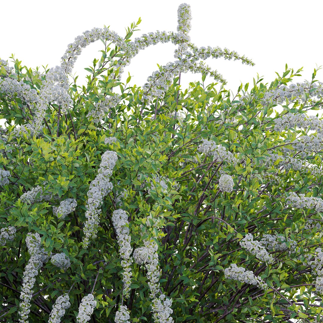 3D Spiraea Grefsheim - Garland Spiraea 02 model https://p.turbosquid.com/ts-thumb/X8/DmKVtc/GW/3dtree_spireagrefsheim_02_05/jpg/1740975743/1920x1080/fit_q87/2d36ff28f74b4e7b31d768eb73efceea3011d039/3dtree_spireagrefsheim_02_05.jpg