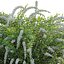 Spiraea Grefsheim - Garland Spiraea 02