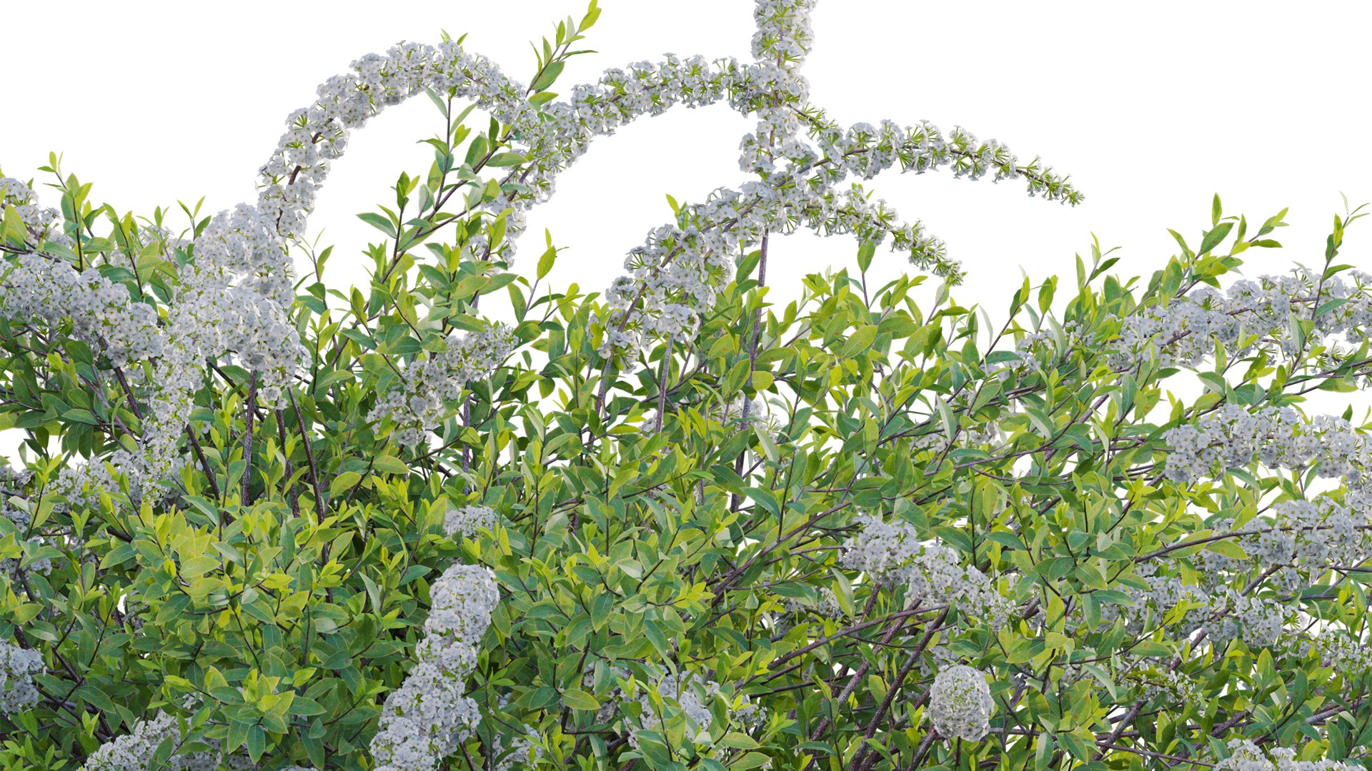 3D Spiraea Grefsheim - Garland Spiraea 02 model https://p.turbosquid.com/ts-thumb/X8/DmKVtc/Gb/3dtree_spireagrefsheim_02_11/jpg/1740975732/1920x1080/fit_q87/c407692a93b631345d0e5915cb111347f98d1907/3dtree_spireagrefsheim_02_11.jpg
