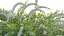 Spiraea Grefsheim - Garland Spiraea 02