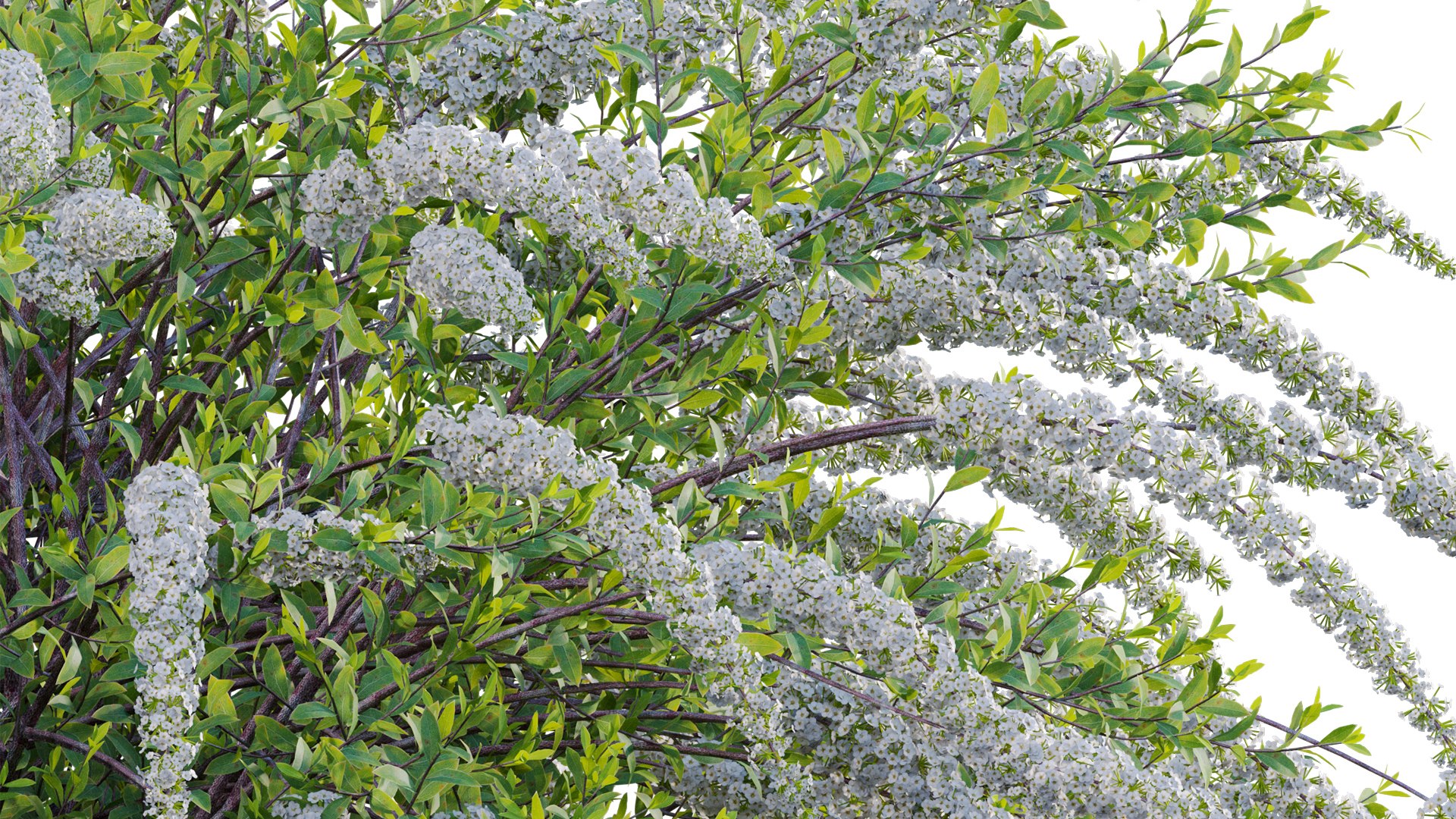 3D Spiraea Grefsheim - Garland Spiraea 02 model https://p.turbosquid.com/ts-thumb/X8/DmKVtc/KY/3dtree_spireagrefsheim_02_12/jpg/1740975733/1920x1080/fit_q87/b8721cf1c6518d244b136b7fe73f974b5538ae8f/3dtree_spireagrefsheim_02_12.jpg