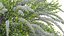 Spiraea Grefsheim - Garland Spiraea 02