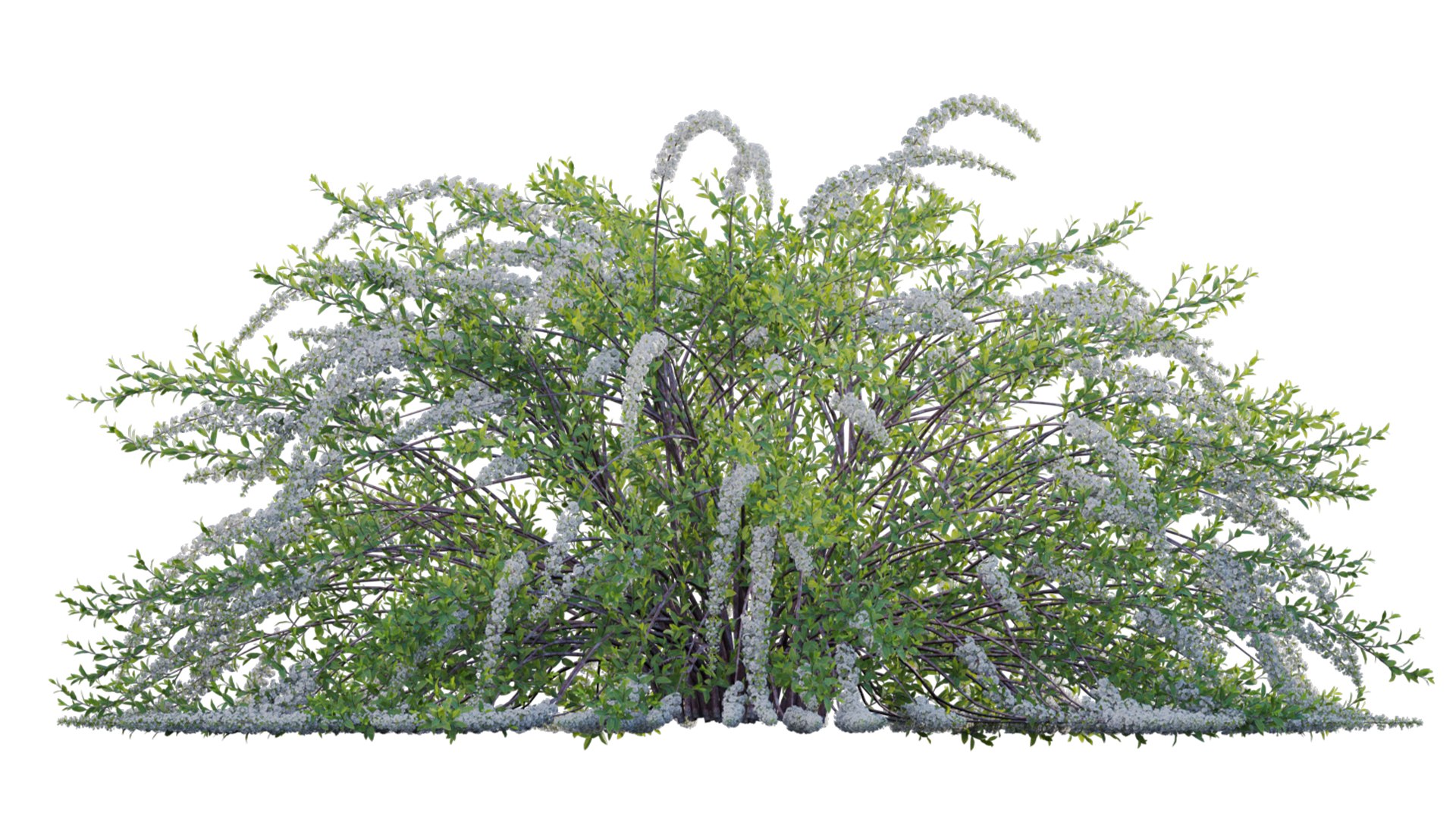 3D Spiraea Grefsheim - Garland Spiraea 02 model https://p.turbosquid.com/ts-thumb/X8/DmKVtc/N1/3dtree_spireagrefsheim_02_08/jpg/1740975724/1920x1080/fit_q87/c579244bcc39551493482aefc97cbe7cd902a06e/3dtree_spireagrefsheim_02_08.jpg