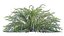 Spiraea Grefsheim - Garland Spiraea 02
