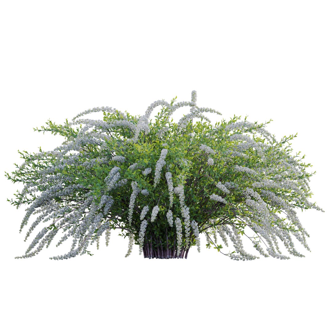 3D Spiraea Grefsheim - Garland Spiraea 02 model https://p.turbosquid.com/ts-thumb/X8/DmKVtc/hT/3dtree_spireagrefsheim_02_03/jpg/1740975740/1920x1080/fit_q87/0d8459f9858f55a1cc9d1fb6e375f638cb9c26eb/3dtree_spireagrefsheim_02_03.jpg
