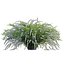 Spiraea Grefsheim - Garland Spiraea 02