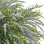 Spiraea Grefsheim - Garland Spiraea 02