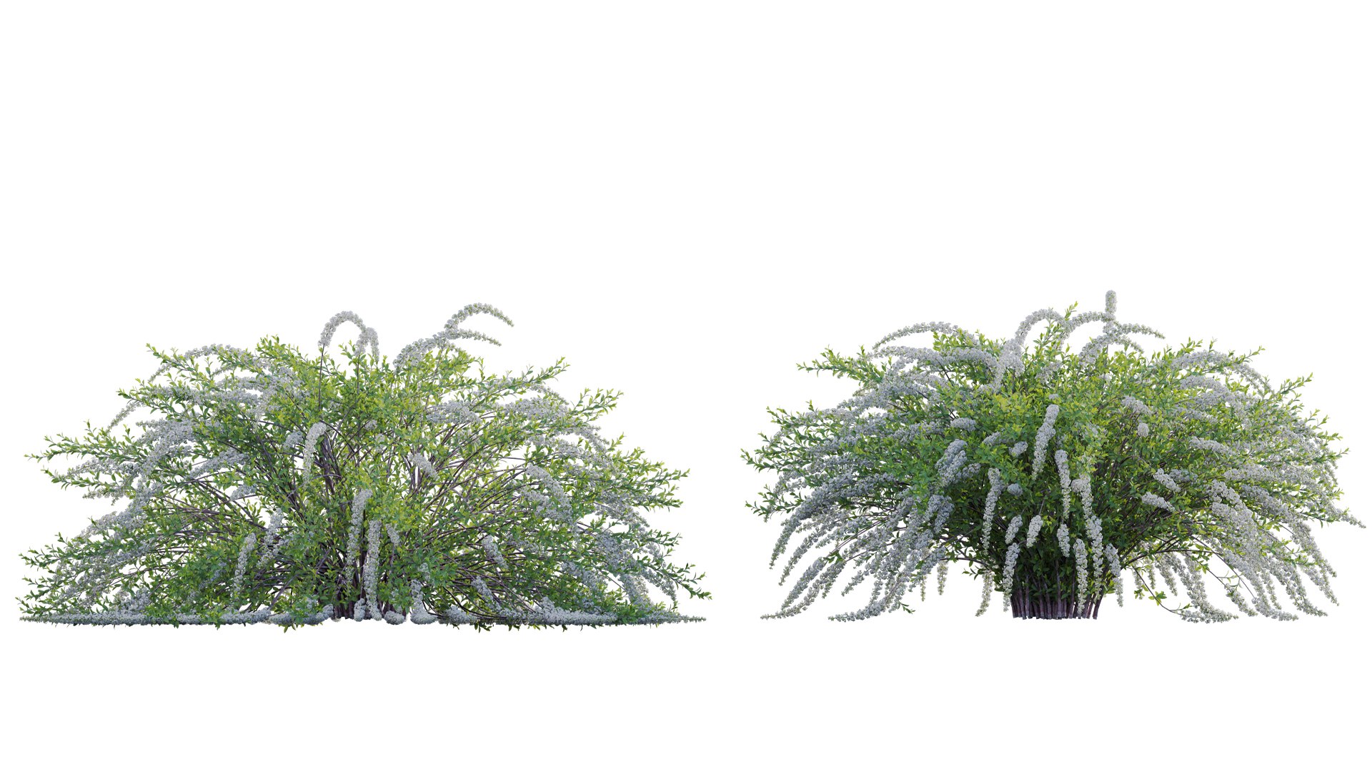 3D Spiraea Grefsheim - Garland Spiraea 02 model https://p.turbosquid.com/ts-thumb/X8/DmKVtc/zK/3dtree_spireagrefsheim_02_10/jpg/1740975728/1920x1080/fit_q87/efbcf7b3810d6d99e49150f5b1df82b5a14cb7a5/3dtree_spireagrefsheim_02_10.jpg