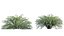 Spiraea Grefsheim - Garland Spiraea 02