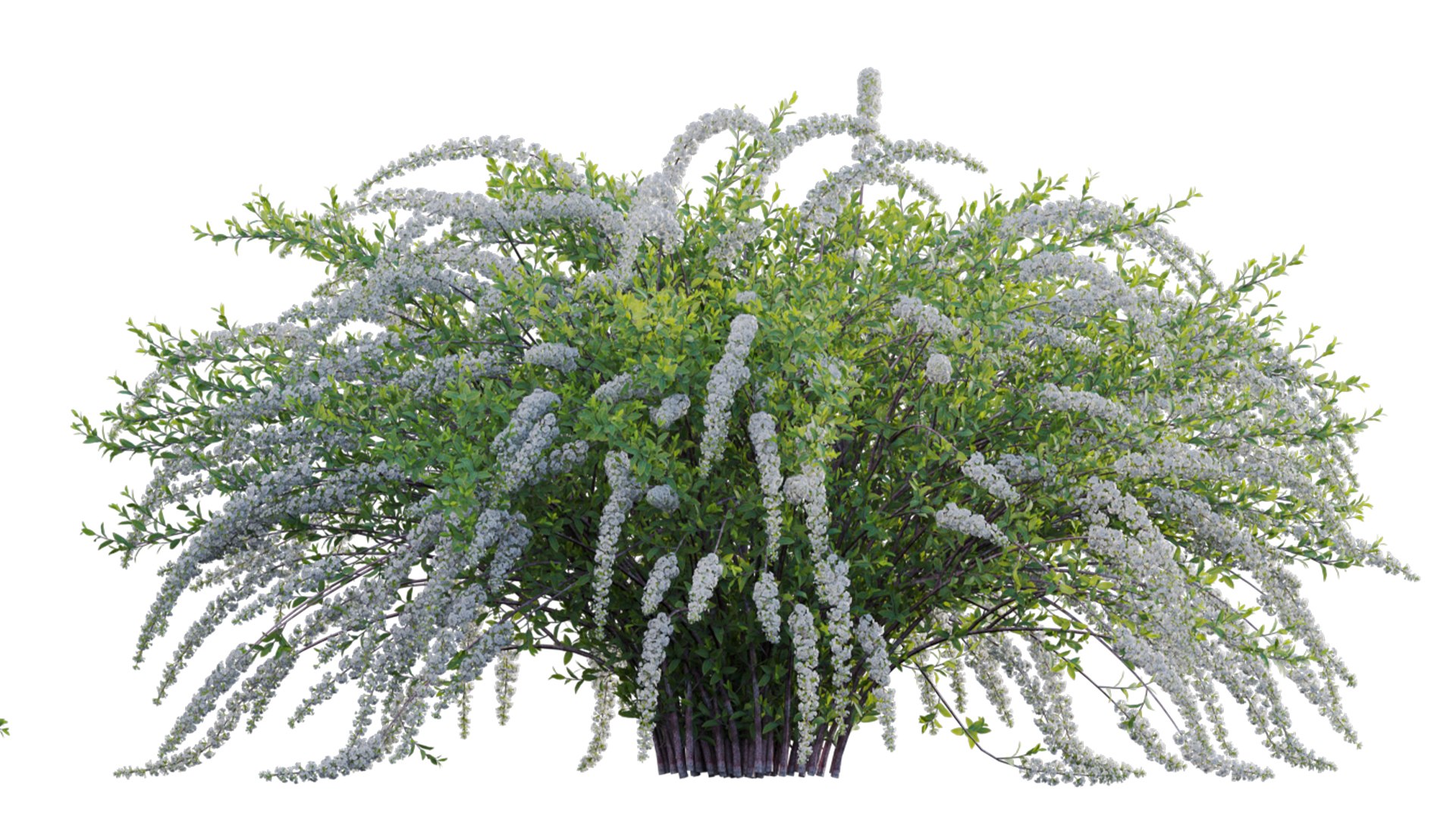 3D Spiraea Grefsheim - Garland Spiraea 02 model https://p.turbosquid.com/ts-thumb/X8/DmKVtc/ze/3dtree_spireagrefsheim_02_09/jpg/1740975727/1920x1080/fit_q87/9ca40b30a1f40651d9a849317c87a998c96ffe65/3dtree_spireagrefsheim_02_09.jpg