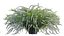 Spiraea Grefsheim - Garland Spiraea 02