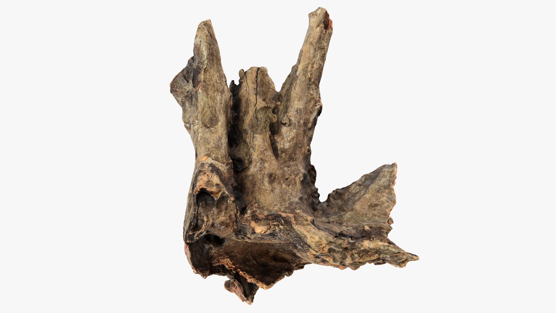 Tree Trunk Piece Collection 2 3D https://p.turbosquid.com/ts-thumb/X8/SdF07Y/uF/treetrunkpc07_0001/png/1767769076/1920x1080/fit_q87/7bfdca6f55150f33313123f2535861d0e2546cf6/treetrunkpc07_0001.jpg