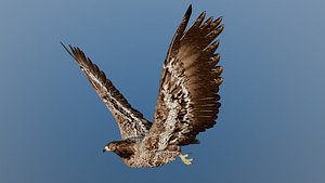 Steppe eagle