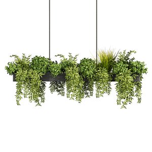 plant vol 787 - leaf - indoor - ampelous 3D model