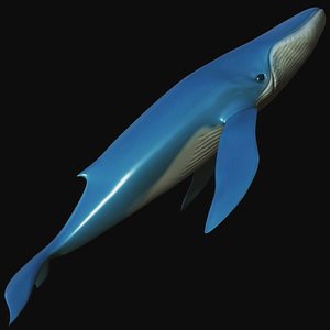 Realistic fully rigged low poly blue whale