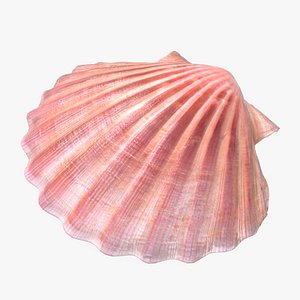 Scallop Shell 3D model