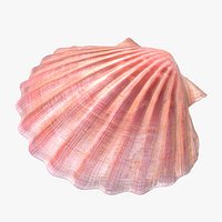 Scallop Shell