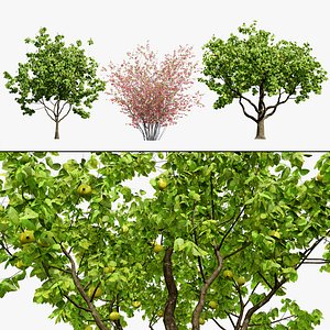 Quince Tree  Flowering Bush 3D Asset Pack 3D model
