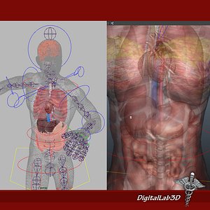 rigged - human male 3d model