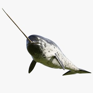 Narwhal Swimming Pose