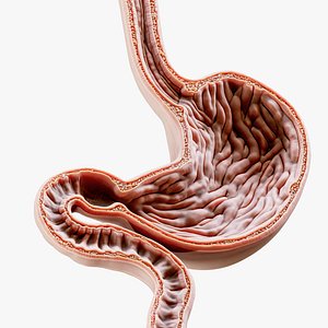 Stomach Cross Section Printable 3D model