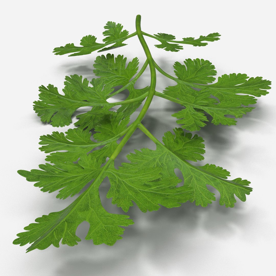 max cilantro https://p.turbosquid.com/ts-thumb/X9/LME1HL/cbQbs815/cilantro_0012/jpg/1409127857/1920x1080/fit_q87/57593f13a3ab36f138c523a8cc87eae0d4bf6b2f/cilantro_0012.jpg