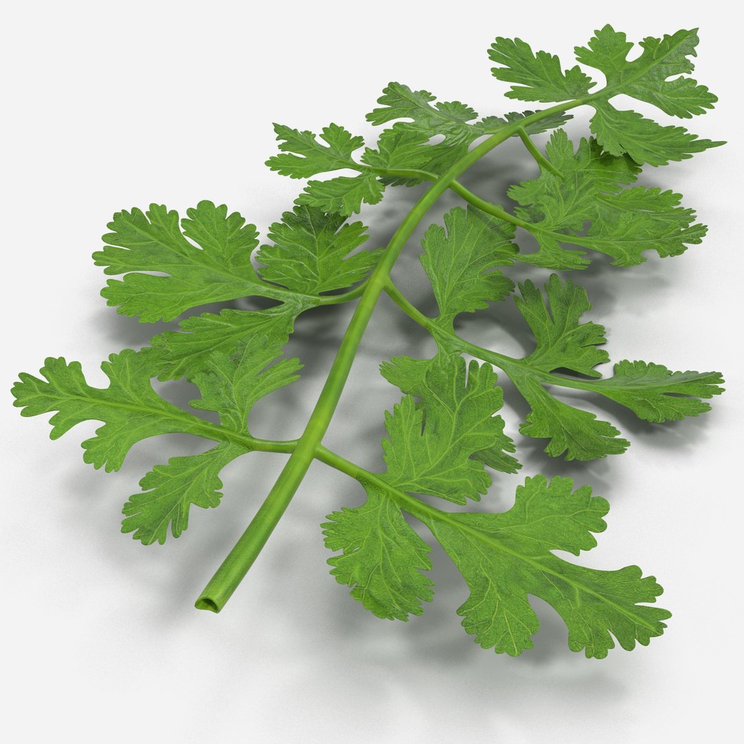 max cilantro https://p.turbosquid.com/ts-thumb/X9/LME1HL/hAs1nIBT/cilantro_0010/jpg/1409127833/1920x1080/fit_q87/3e4a26c8a83904f5755b3fe29cf9117fdaa841da/cilantro_0010.jpg
