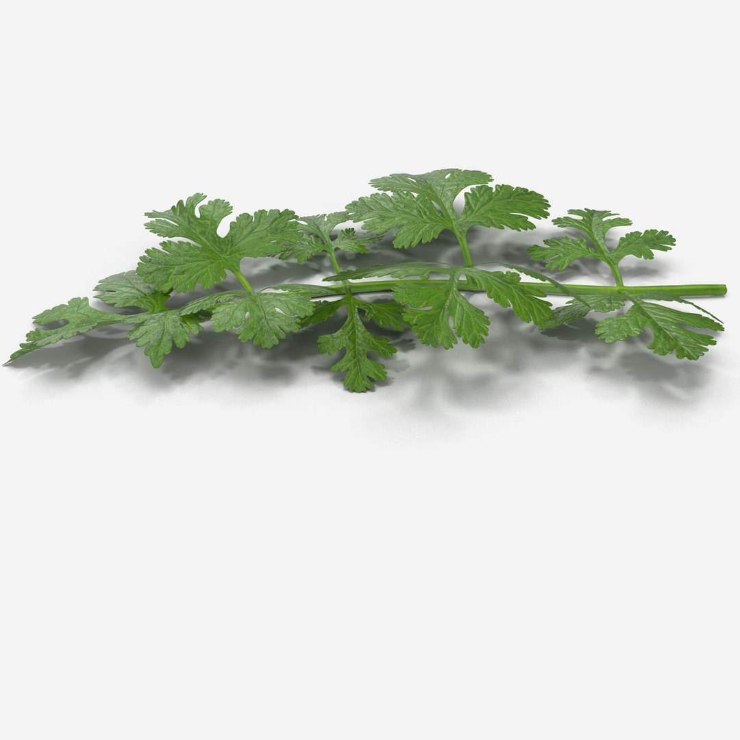 max cilantro https://p.turbosquid.com/ts-thumb/X9/LME1HL/mOY1dc5F/cilantro_0004/jpg/1409127773/1920x1080/fit_q87/4bdbc39cbb4bc90b776e8a9ca3796bea8bcc9f97/cilantro_0004.jpg