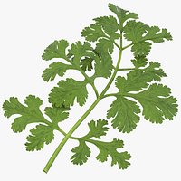 Cilantro