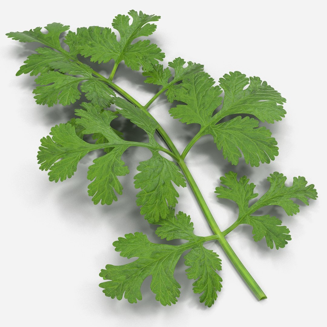 max cilantro https://p.turbosquid.com/ts-thumb/X9/LME1HL/uXkApNUJ/cilantro_0003/jpg/1409127793/1920x1080/fit_q87/7ccfaede5354098e8402897a469e921f79309e01/cilantro_0003.jpg