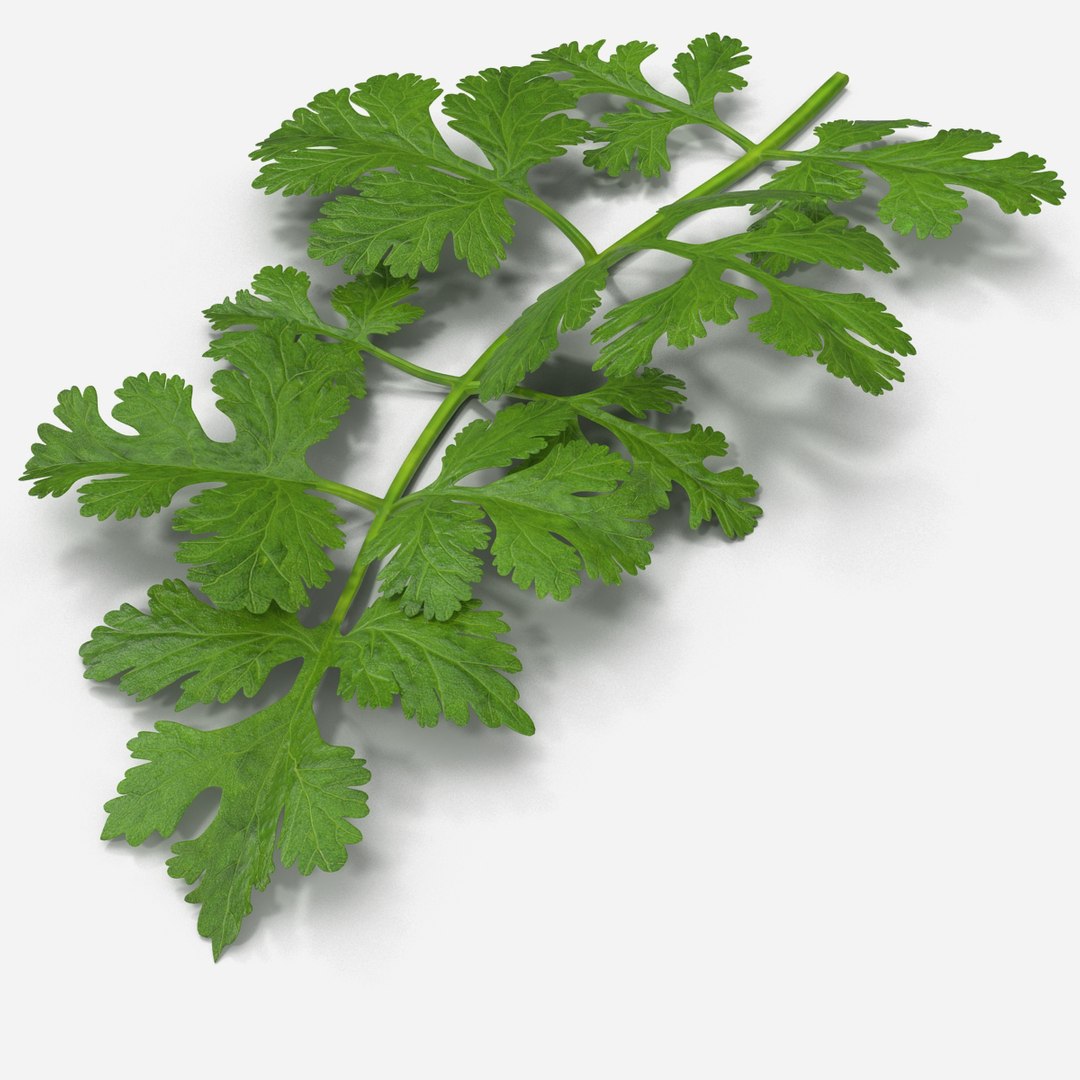 max cilantro https://p.turbosquid.com/ts-thumb/X9/LME1HL/zUcpPf8l/cilantro_0002/jpg/1409127785/1920x1080/fit_q87/f3ee893ce25390ae59274fcb38a3cb6ef2599edf/cilantro_0002.jpg