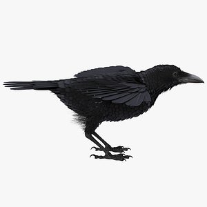 common raven rigged 3D model