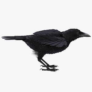 Common Raven Rigged for Cinema 4D