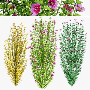 Gandini Santiago flowering shrubs 3D model