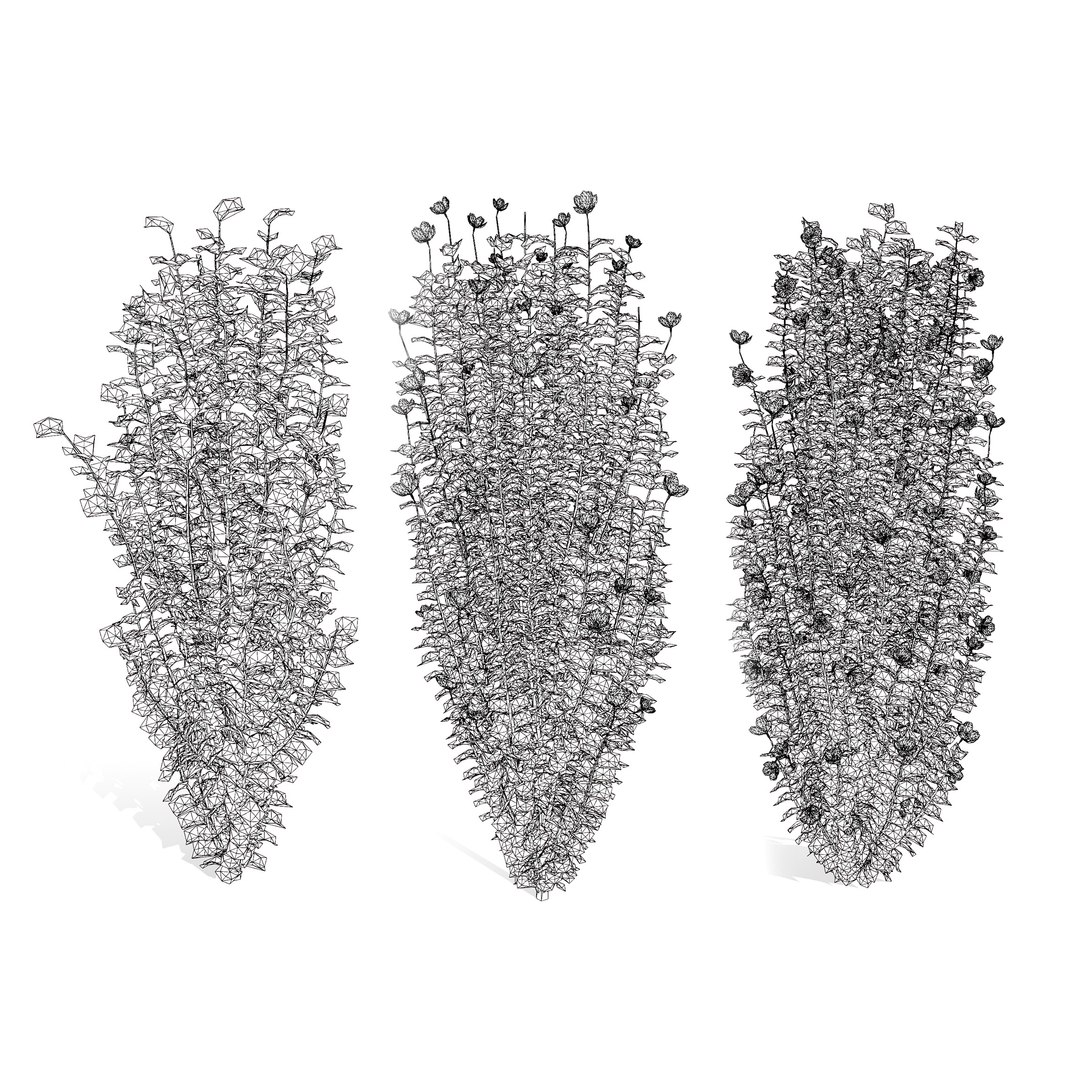 Gandini Santiago flowering shrubs 3D model https://p.turbosquid.com/ts-thumb/X9/cjh8Kf/ES/wire02/jpg/1705197970/1920x1080/fit_q87/78c5592327735ed7d09f5ef9a91ffbf0aeb99483/wire02.jpg