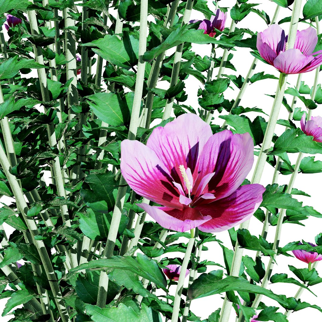 Gandini Santiago flowering shrubs 3D model https://p.turbosquid.com/ts-thumb/X9/cjh8Kf/mZ/purple_pillar_rose_spring03/jpg/1705197947/1920x1080/fit_q87/221f608772c5002479ba5751124ccede4257e0a7/purple_pillar_rose_spring03.jpg