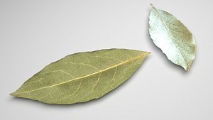 Bay Leaves 3D model