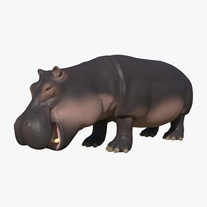 Hippopotamus