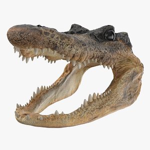 Aligator Head