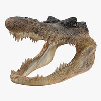 Aligator Head