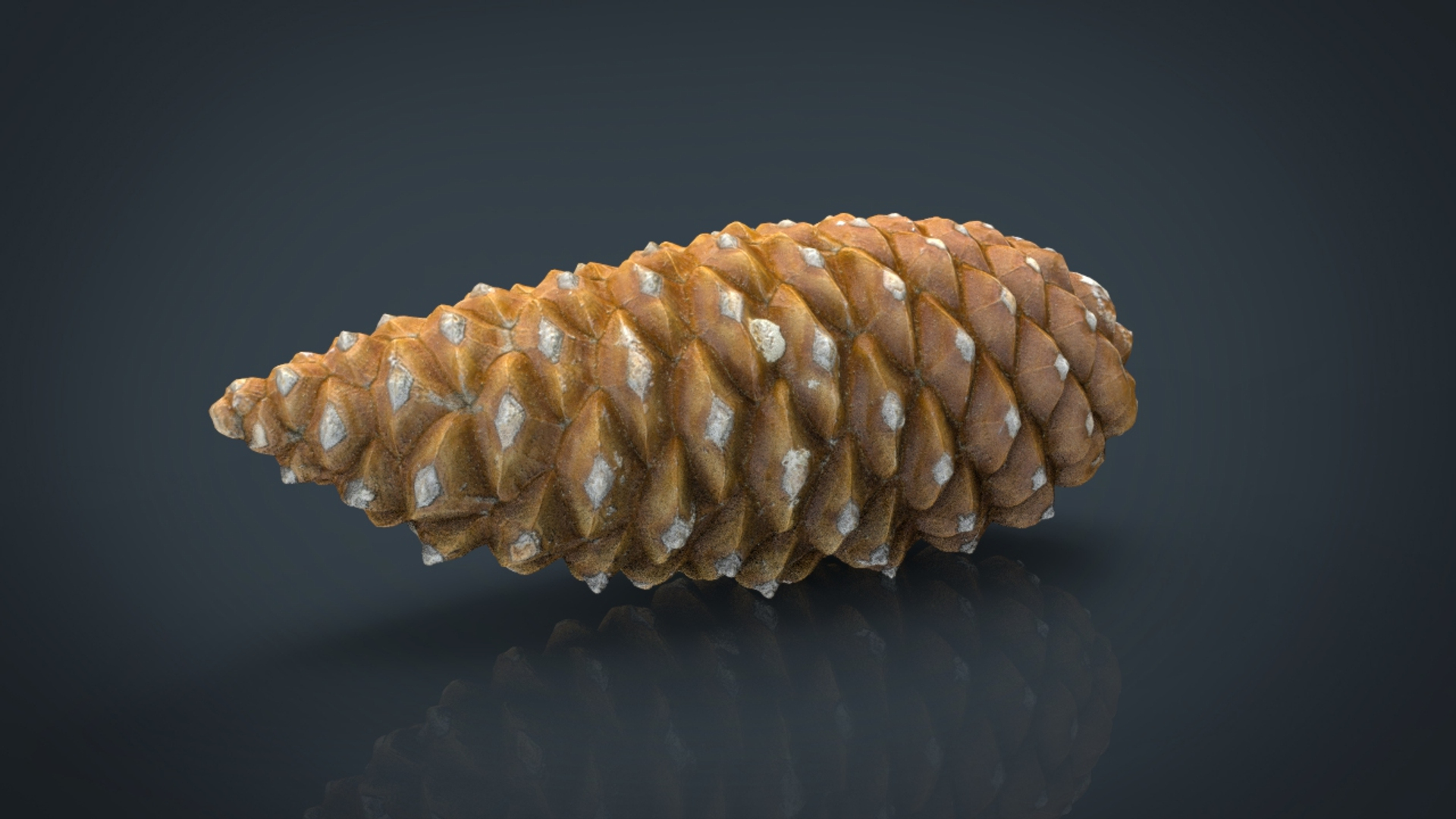 pinecone pine 3D model https://p.turbosquid.com/ts-thumb/X9/mQ5CWI/5gJjUZJW/pinecone_/jpg/1496156973/1920x1080/turn_fit_q99/297eae0c22fe44e6de3be25c4882a2b7451583dd/pinecone_-1.jpg