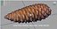 Pinecone