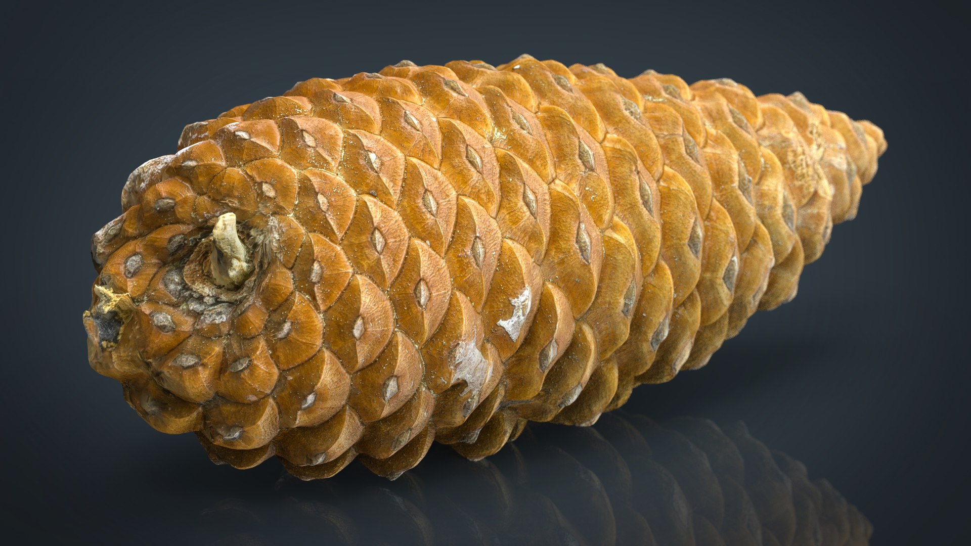 pinecone pine 3D model https://p.turbosquid.com/ts-thumb/X9/mQ5CWI/PNHrmIJQ/pinecone.365/jpg/1496156908/1920x1080/fit_q87/7b68577586c76da22c42b1e4ca0b100c3503a855/pinecone.365.jpg