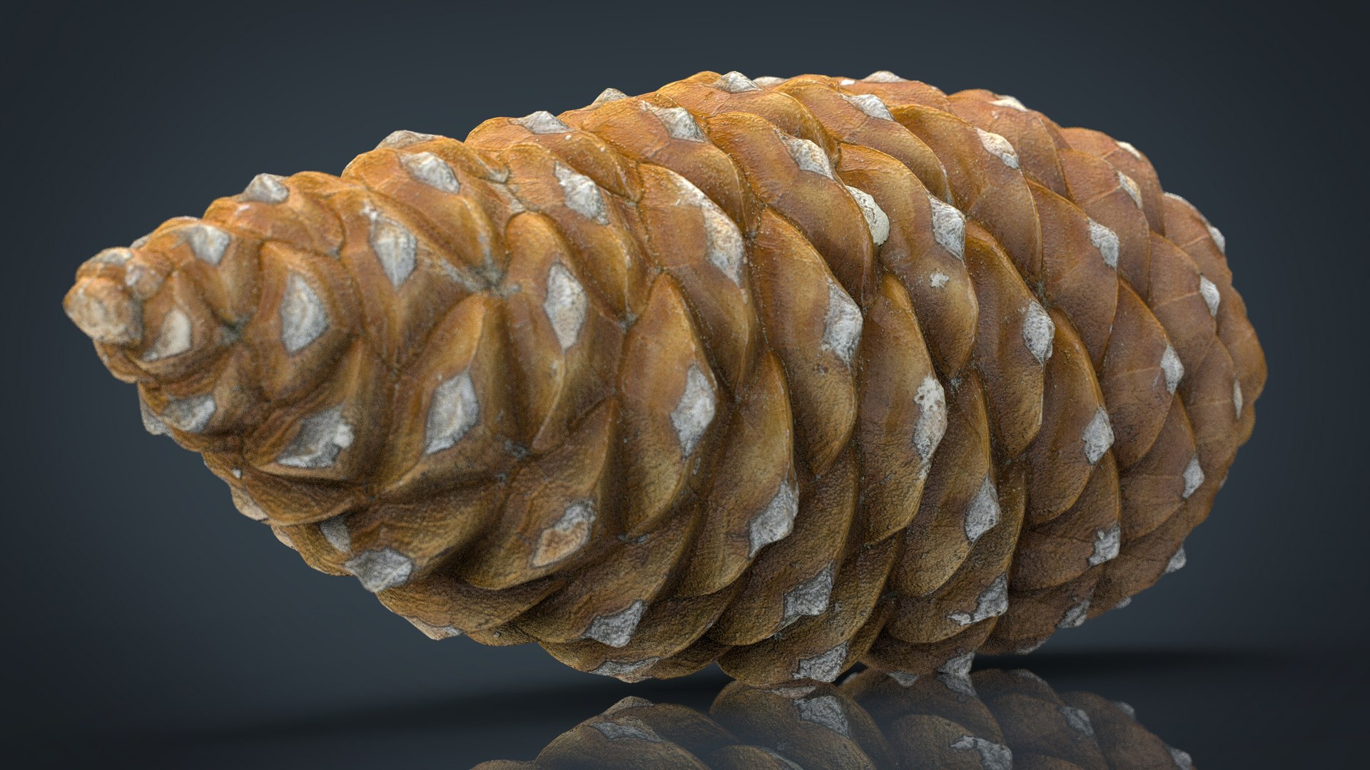 pinecone pine 3D model https://p.turbosquid.com/ts-thumb/X9/mQ5CWI/aRfpDzZZ/pinecone.366/jpg/1496156908/1920x1080/fit_q87/25a396269d09c6af27872d6fc1ed88d0c33d964f/pinecone.366.jpg