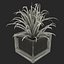 Shrub Dracaena in Square Glass Vase