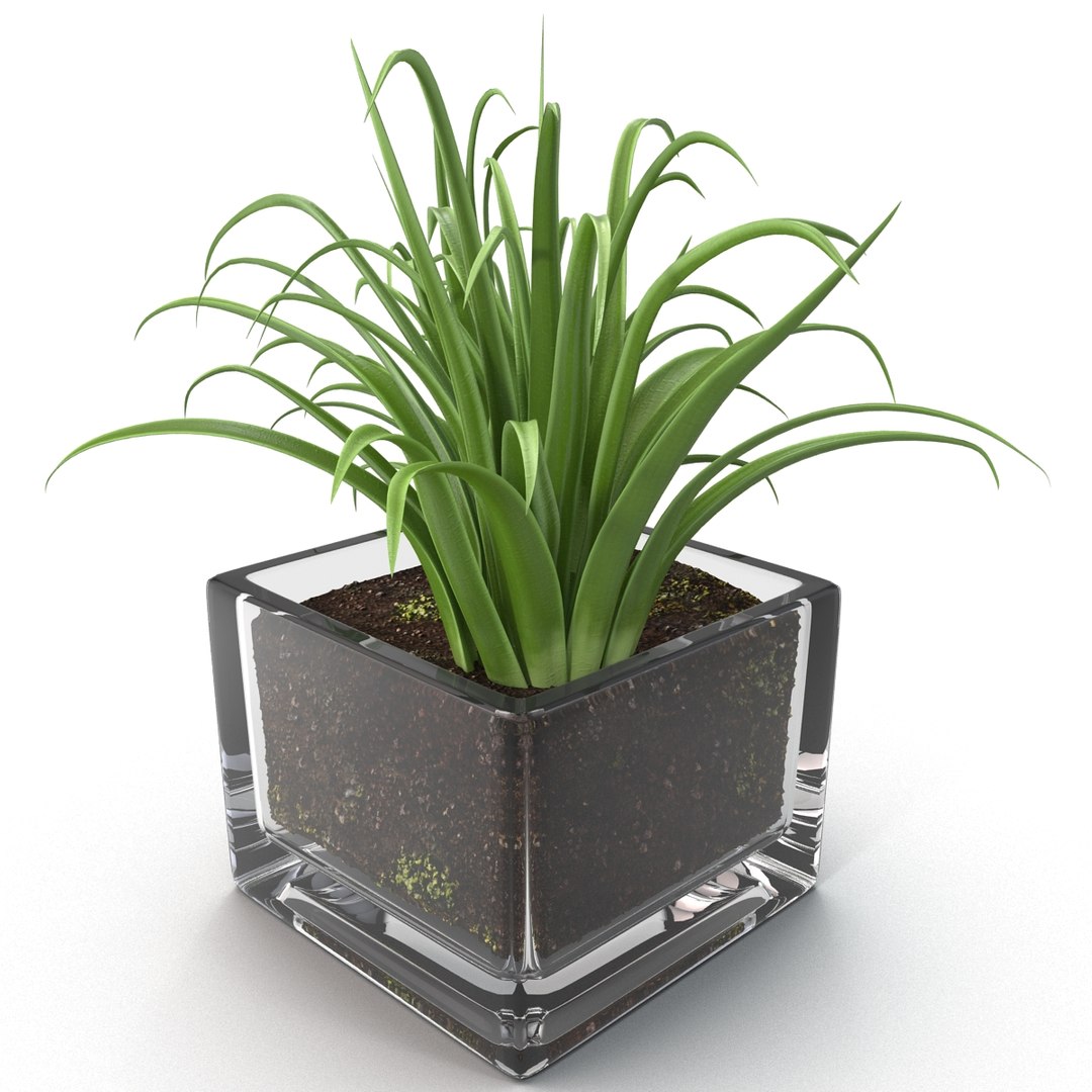 shrub dracaena square glass vase 3ds https://p.turbosquid.com/ts-thumb/X9/owHMa0/48yWtNUO/shrubdracaenainsquareglassvase_11/jpg/1396473915/1920x1080/fit_q87/2bd4316f27c555db73bf0d09bc94e5019eb72184/shrubdracaenainsquareglassvase_11.jpg