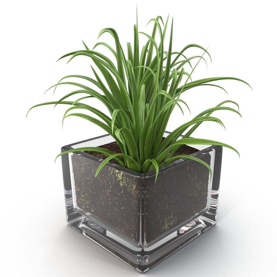 shrub dracaena square glass vase 3ds https://p.turbosquid.com/ts-thumb/X9/owHMa0/4PtijvXE/shrubdracaenainsquareglassvase_15/jpg/1396473929/1920x1080/fit_q87/b6e92ed66bb148da020457fbba388bf7743040c6/shrubdracaenainsquareglassvase_15.jpg