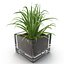 Shrub Dracaena in Square Glass Vase