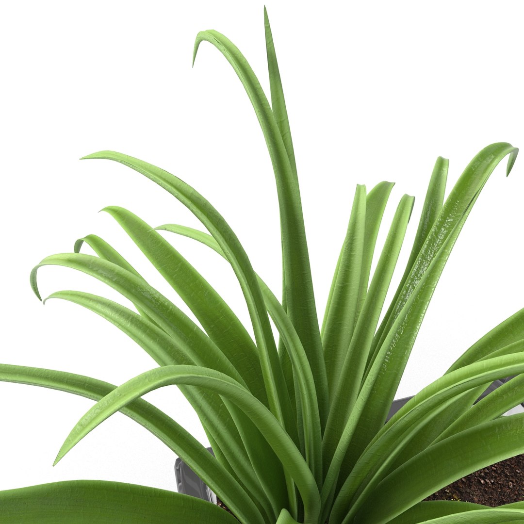 shrub dracaena square glass vase 3ds https://p.turbosquid.com/ts-thumb/X9/owHMa0/9ztXNwBD/shrubdracaenainsquareglassvase_23/jpg/1396473959/1920x1080/fit_q87/e279930872a5ebebfc19a26c9f9bdbda3debff85/shrubdracaenainsquareglassvase_23.jpg